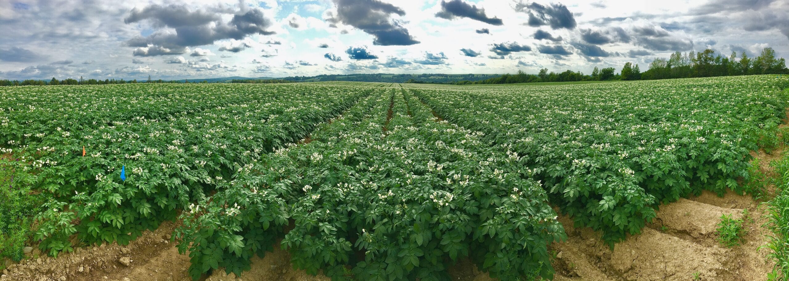 Flowering potato field at McCain Food’s Canadian Farm of the Future