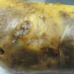 Late blight on a potato tuber