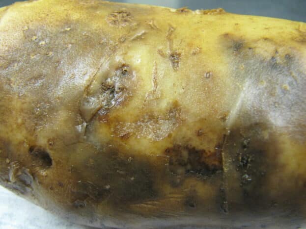 Late blight on a potato tuber