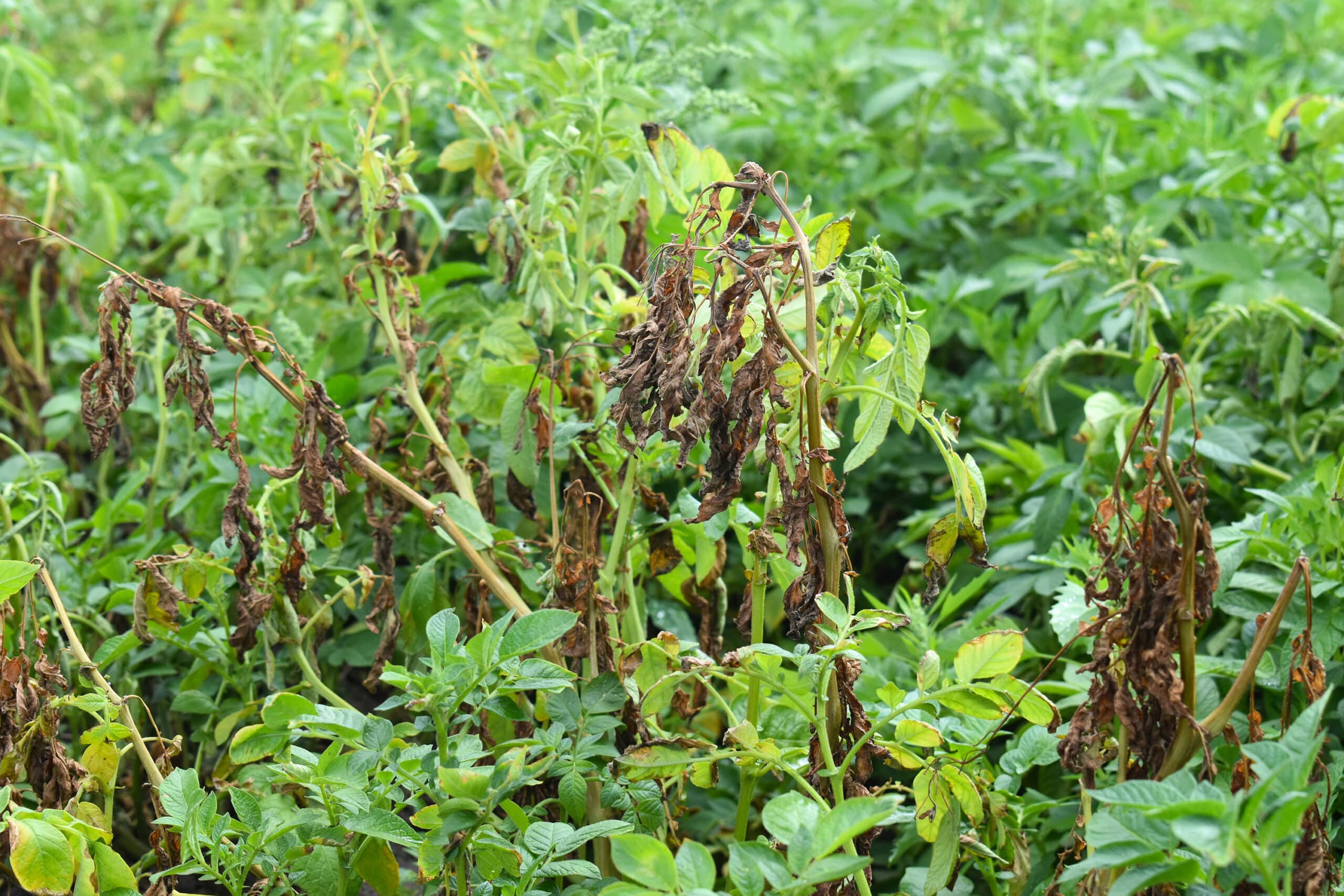 Potato plants infected with Potato Early Dying