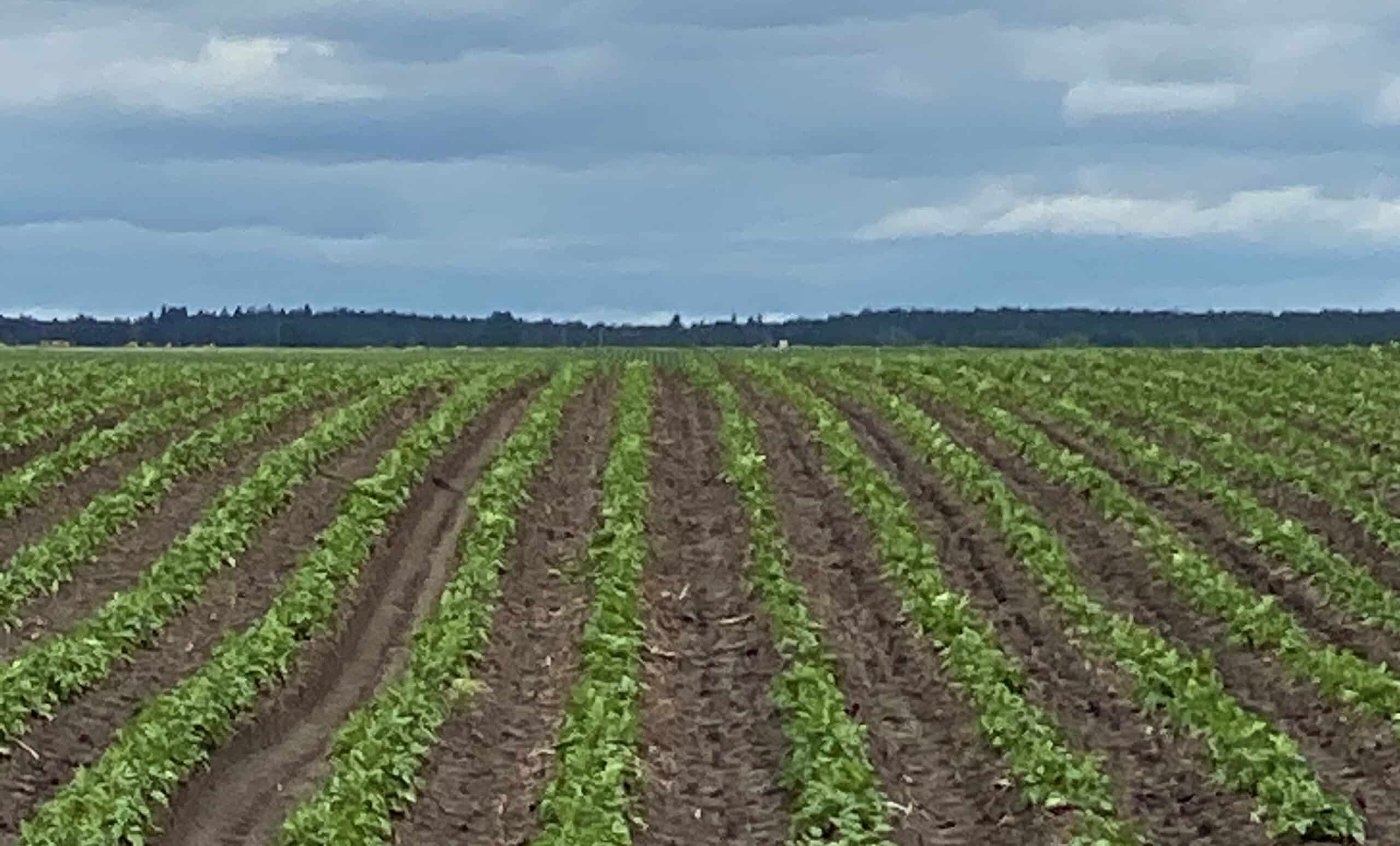 Newly emerged rows of potatoes