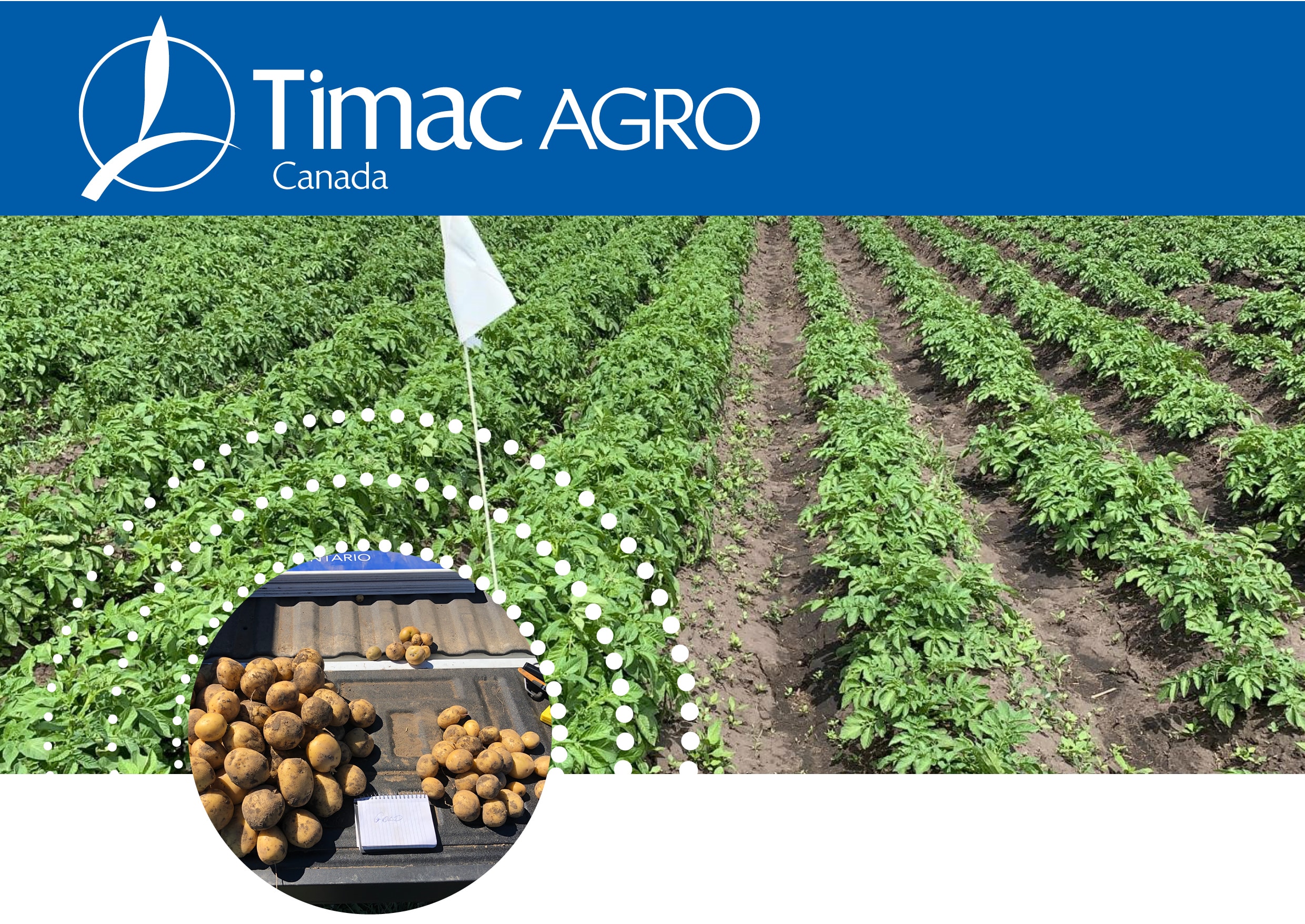 Timac Agro potato field
