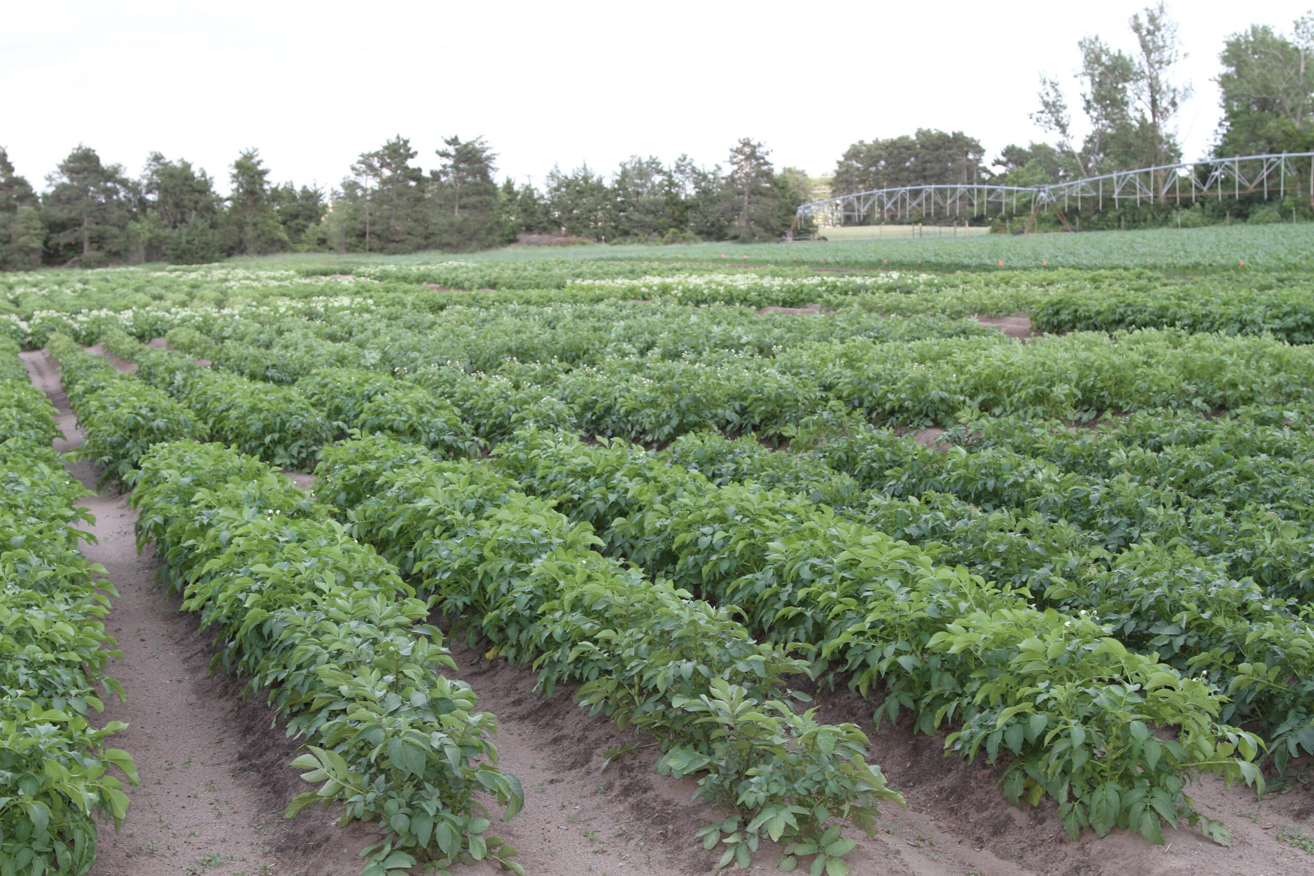 Green potato field