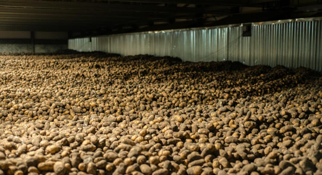 Potatoes in storage