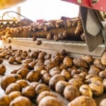 potatoes on sorting machine