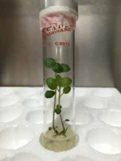 tissue culture potato plant