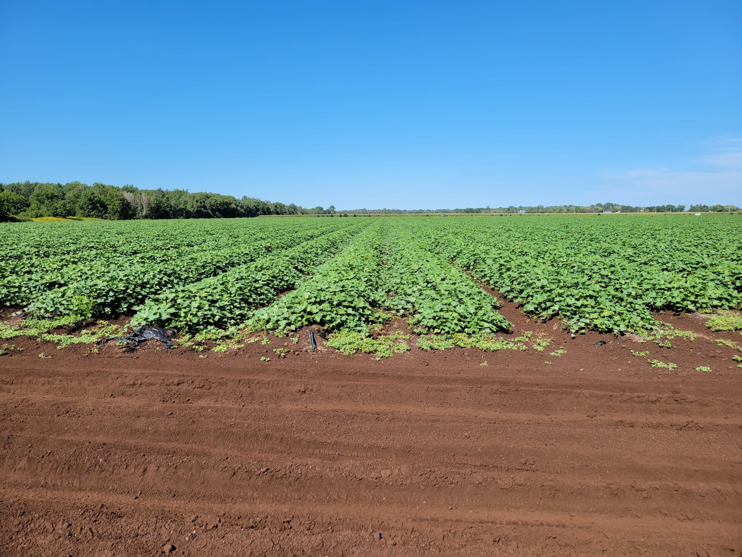 Delfland Inc. sweet potato field