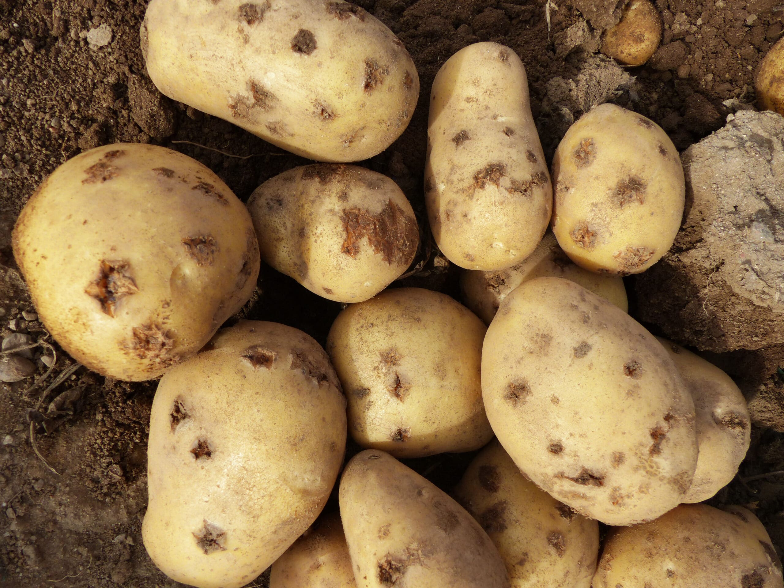 Potato variety susceptible to common scab