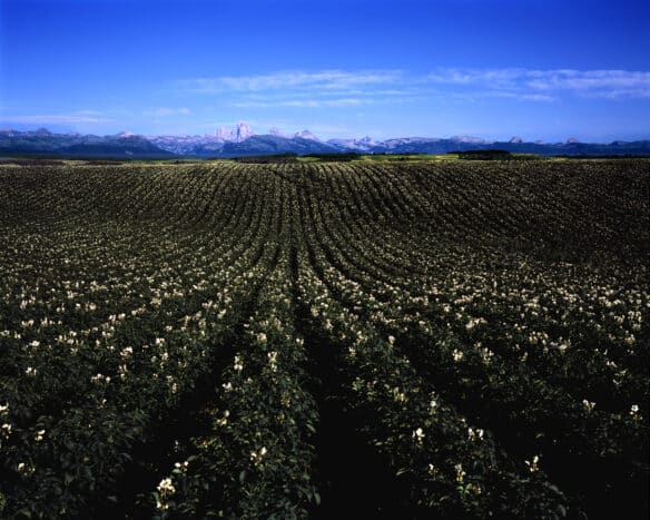Potato Field with mountains