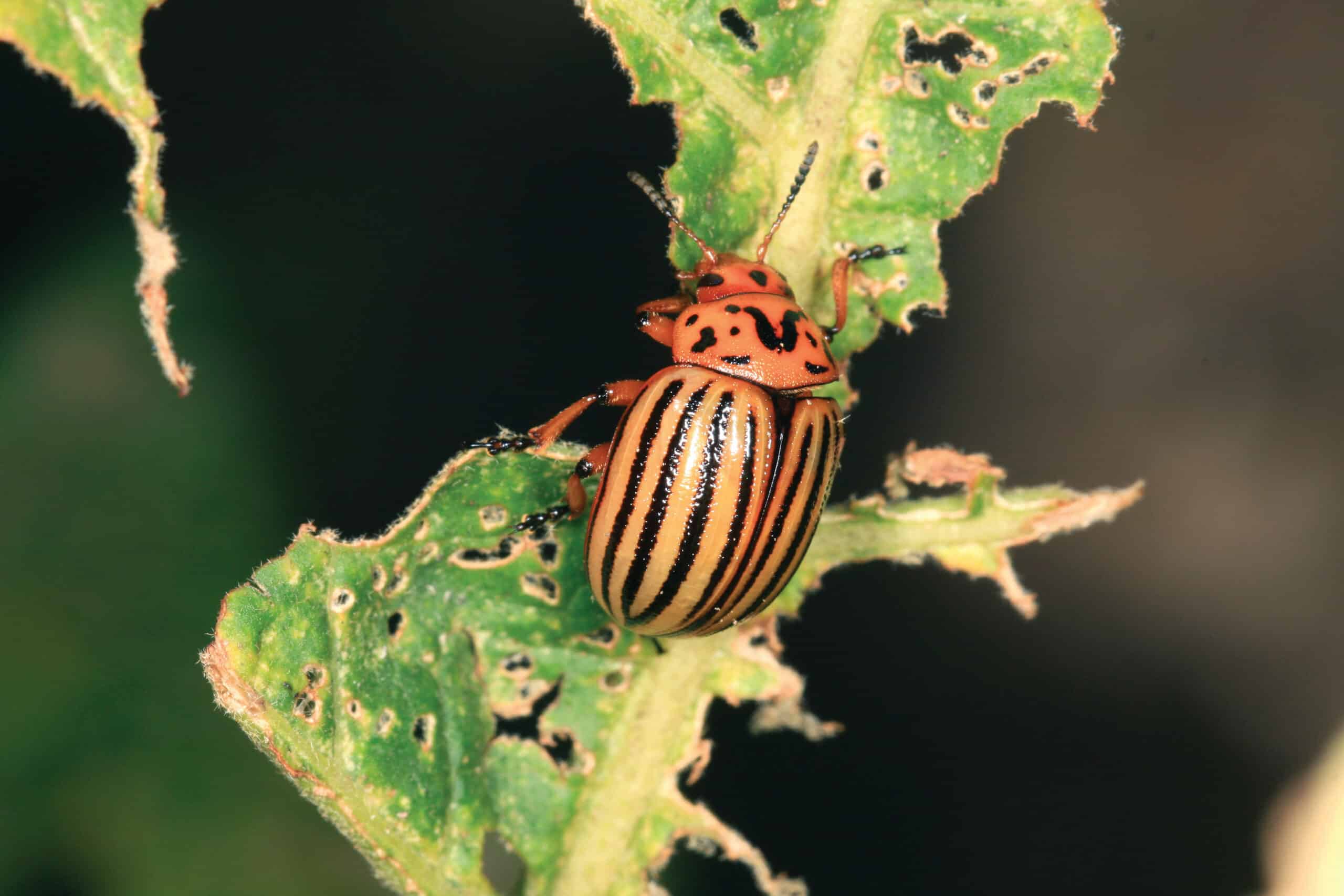 A New Way to Fight Colorado Potato Beetles - Spud Smart